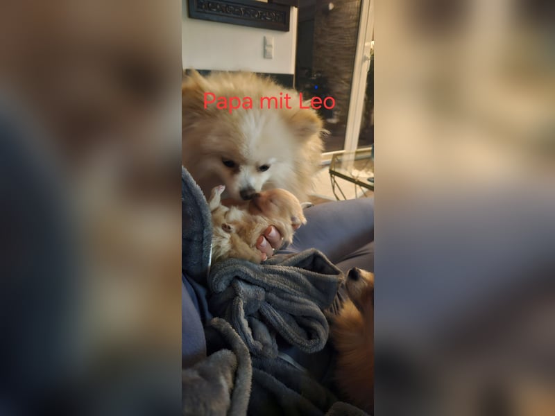 Pomeranian Spitz
