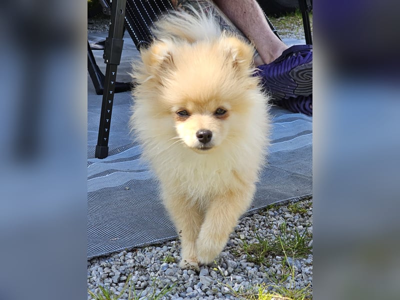 Pomeranian Spitz