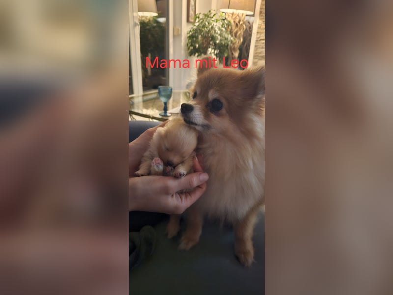 Pomeranian Spitz