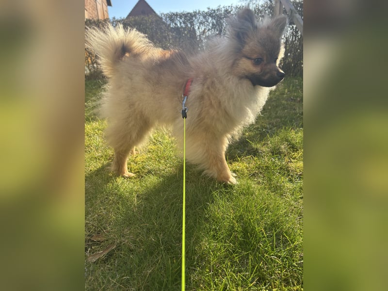 Peanut sucht ein 5 Sterne Zuhause