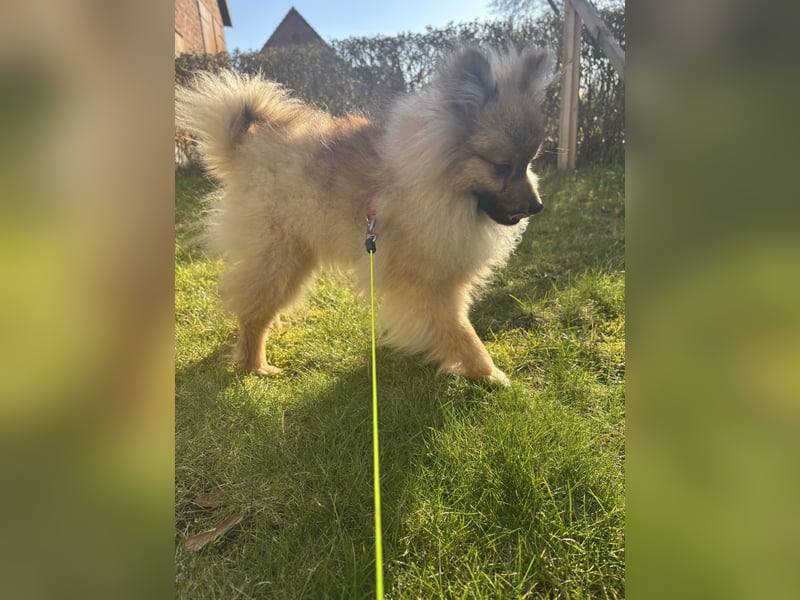 Peanut sucht ein 5 Sterne Zuhause
