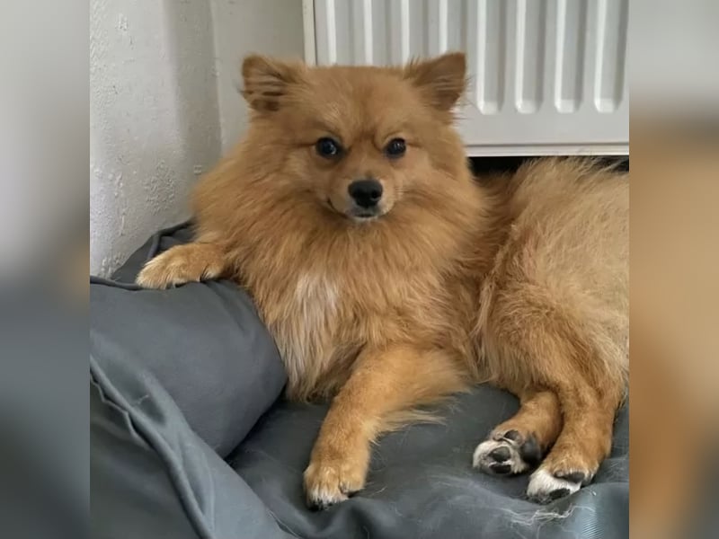 Zwergspitz BENNY sucht Kuschel-Zuhause