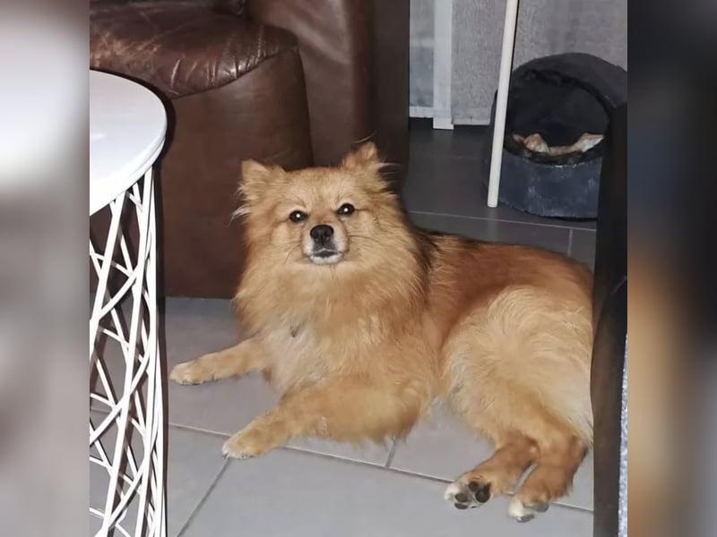 Zwergspitz BENNY sucht Kuschel-Zuhause