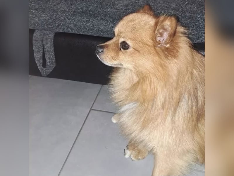 Zwergspitz BENNY sucht Kuschel-Zuhause