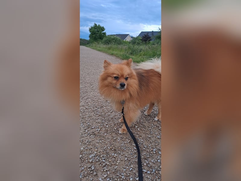 Zwergspitz BENNY sucht Kuschel-Zuhause
