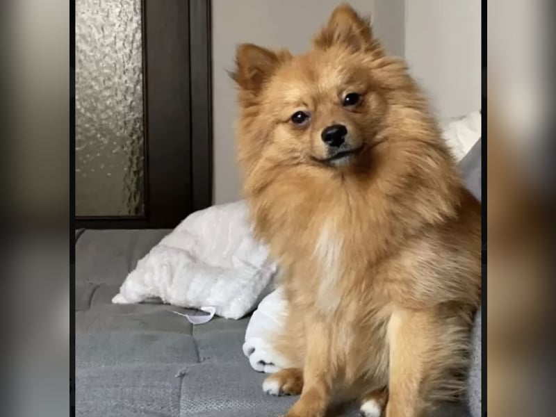 Zwergspitz BENNY sucht Kuschel-Zuhause