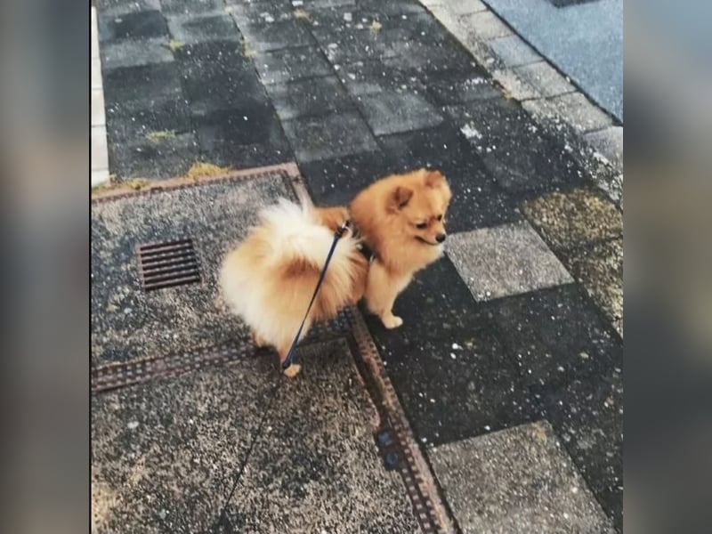 Zwergspitz BENNY sucht Kuschel-Zuhause