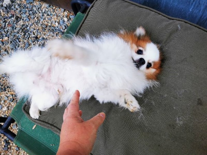 Cosmo, Zwergspitz- Pomeranian, geb. 2016, freundlicher Mini Hundemann sucht Zuhause