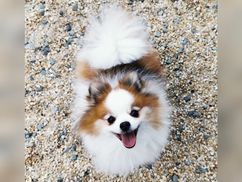 Cosmo, Zwergspitz- Pomeranian, geb. 2016, freundlicher Mini Hundemann sucht Zuhause