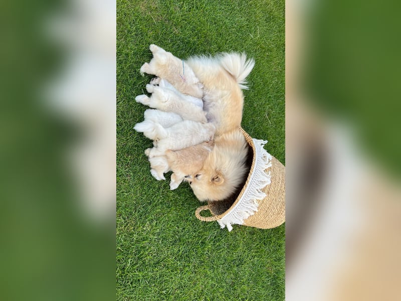 Süße Pomeranian Zwerkspitz Welpen 