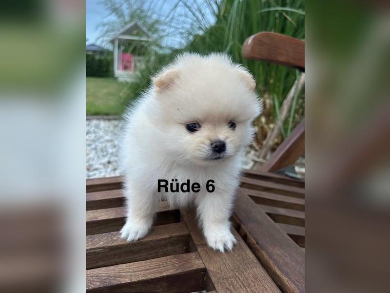 Süße Pomeranian Zwerkspitz Welpen 