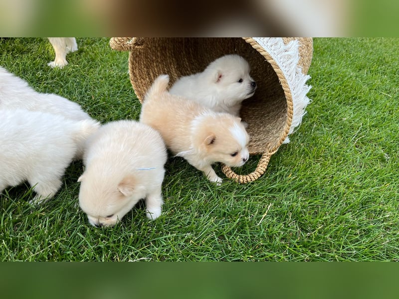 Süße Pomeranian Zwerkspitz Welpen 