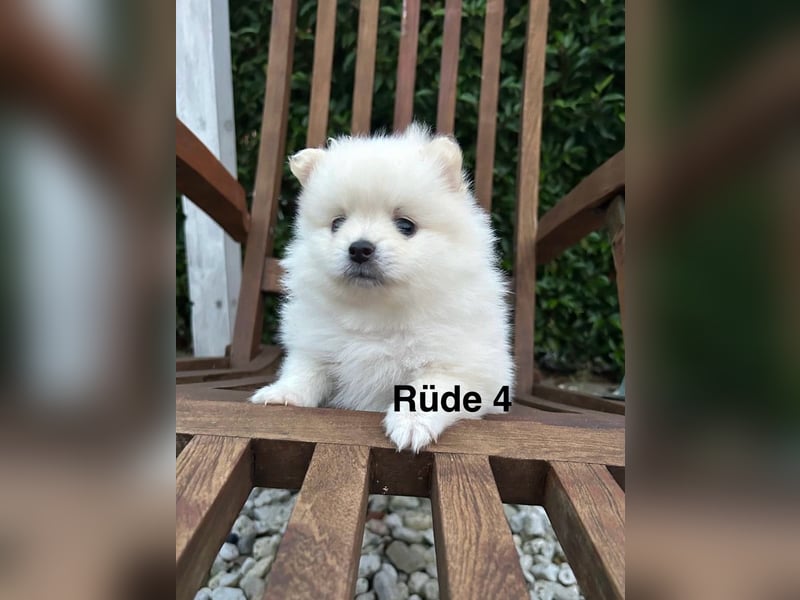 Süße Pomeranian Zwerkspitz Welpen 