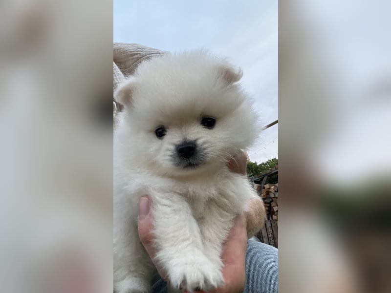 Süße Pomeranian Zwerkspitz Welpen 