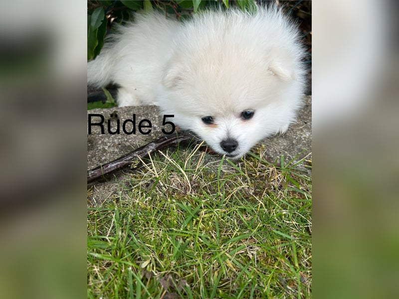 Pomeranian Zwergspitz Welpe