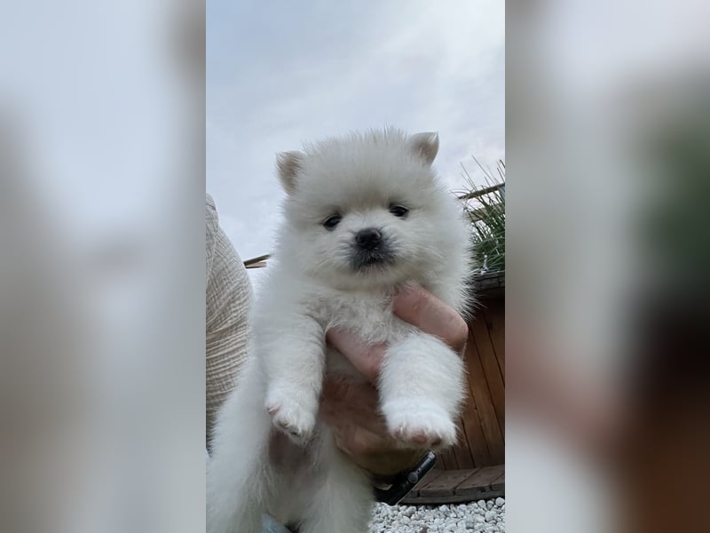 Süße Pomeranian Zwerkspitz Welpen 