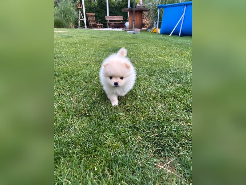 Süße Pomeranian Zwerkspitz Welpen 