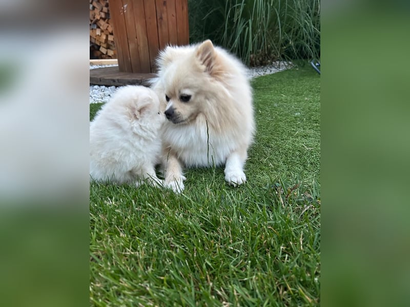 Süße Pomeranian Zwerkspitz Welpen 