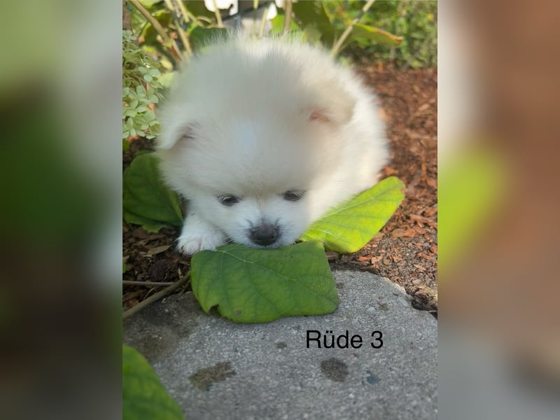 Pomeranian Zwergspitz Welpe