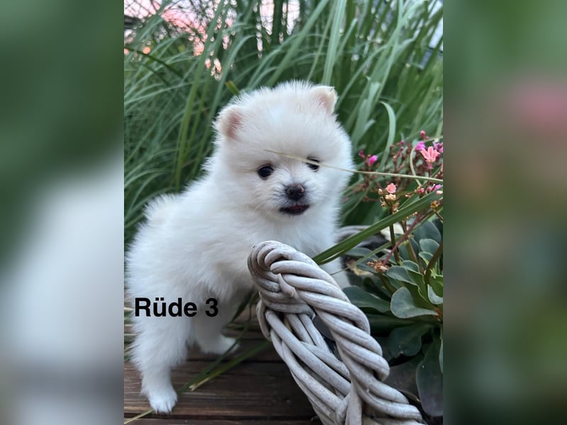 Süße Pomeranian Zwerkspitz Welpen 