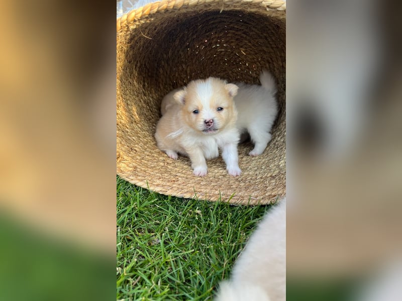Süße Pomeranian Zwerkspitz Welpen 