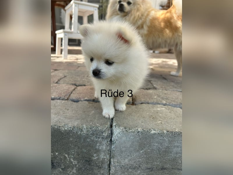 Pomeranian Zwergspitz Welpe
