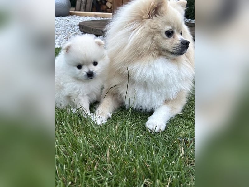 Süße Pomeranian Zwerkspitz Welpen 