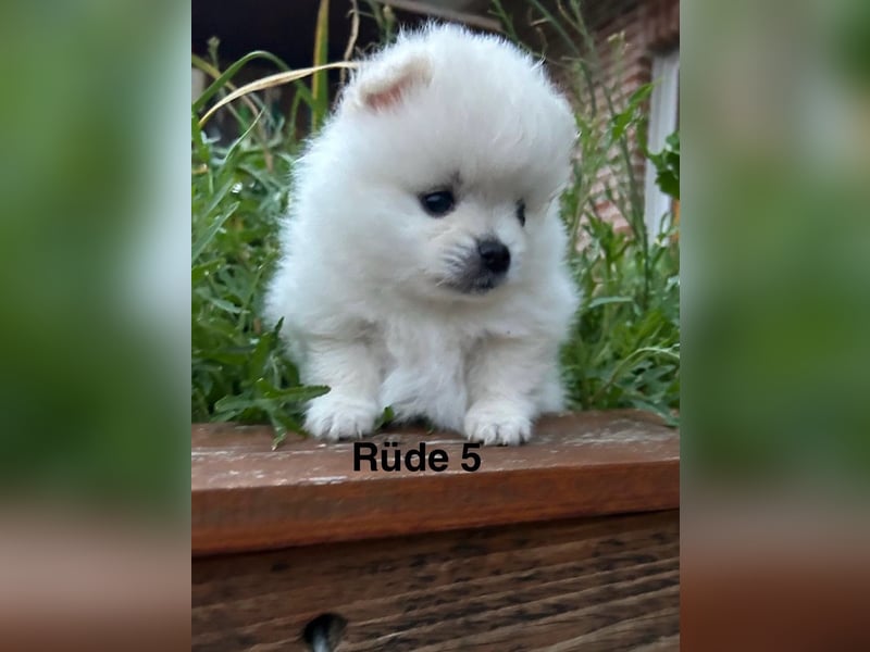 Süße Pomeranian Zwerkspitz Welpen 