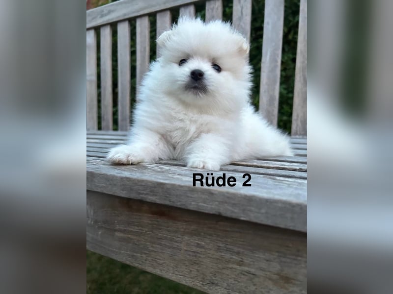 Süße Pomeranian Zwerkspitz Welpen 