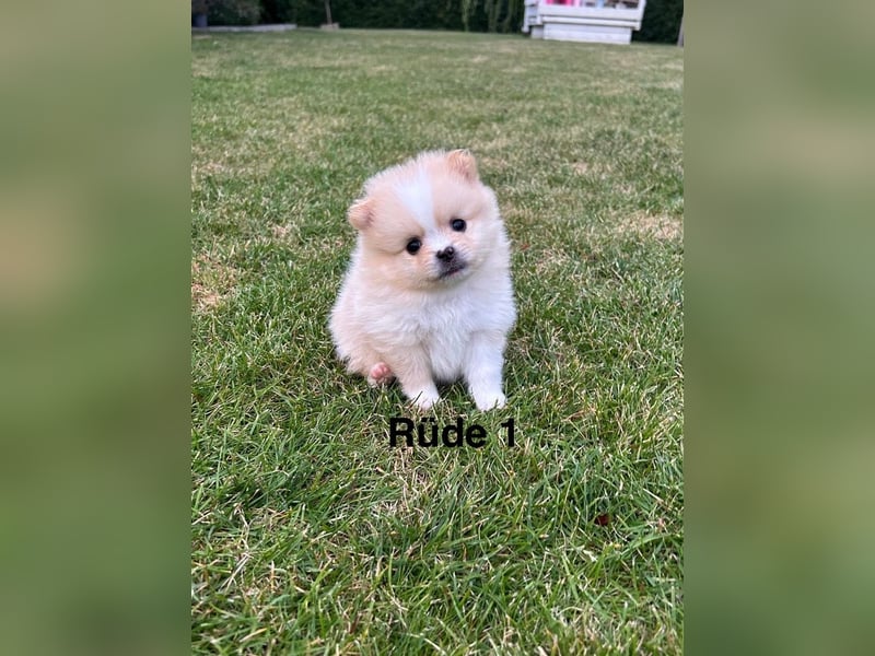 Süße Pomeranian Zwerkspitz Welpen 
