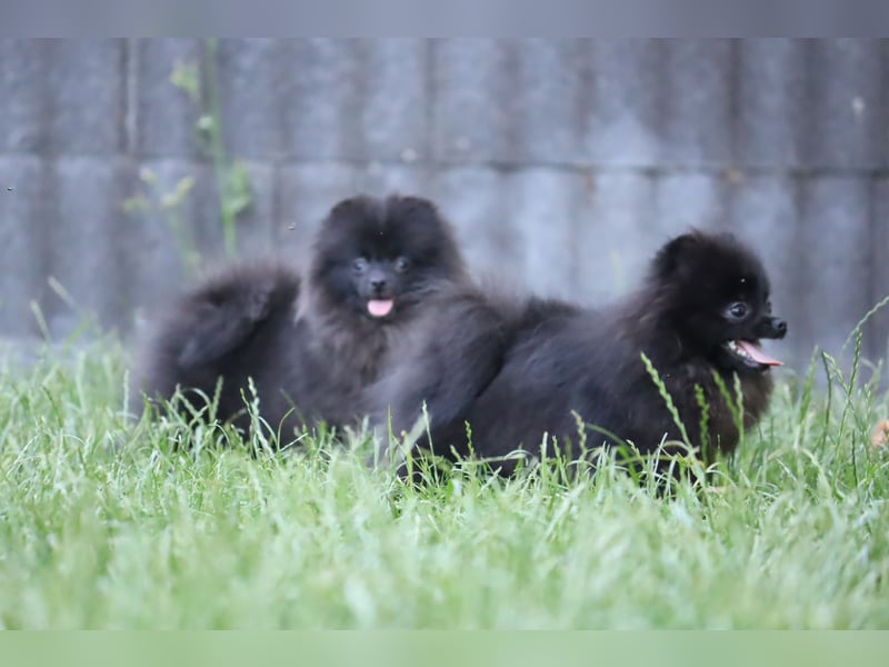 Zuckersüße Zwergspitz/Pomeranian Rüden zu verkaufen (Welpen)