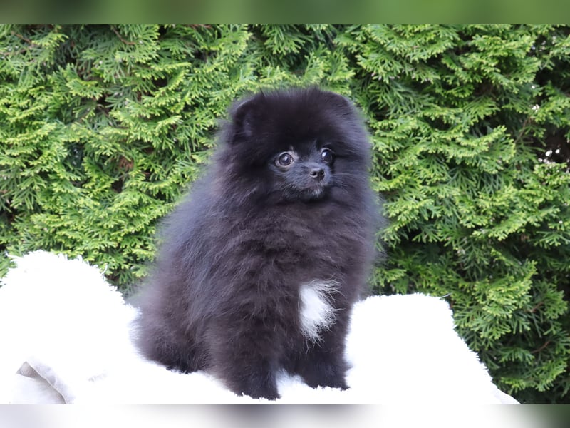 Wunderschöne Pomeranian / Deutscher Zwergspitz Rüden zu verkaufen