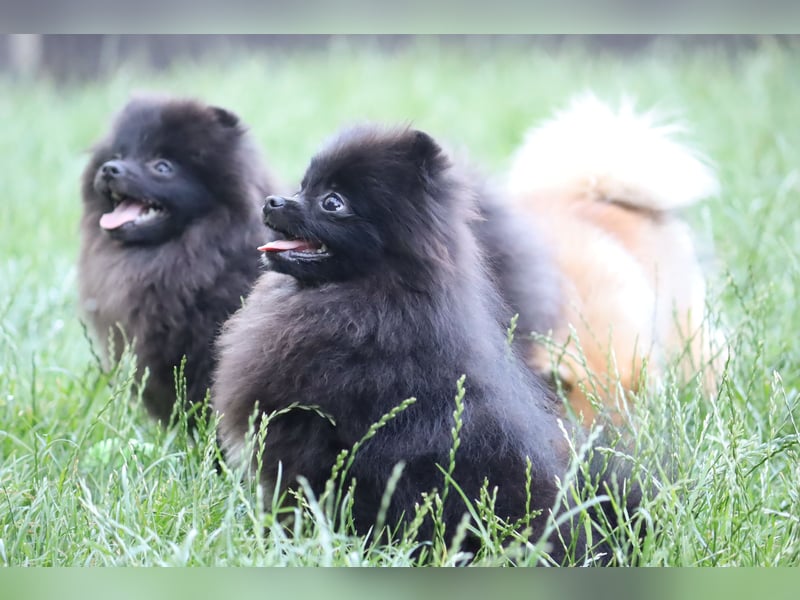 Zuckersüße Zwergspitz/Pomeranian Rüden zu verkaufen (Welpen)