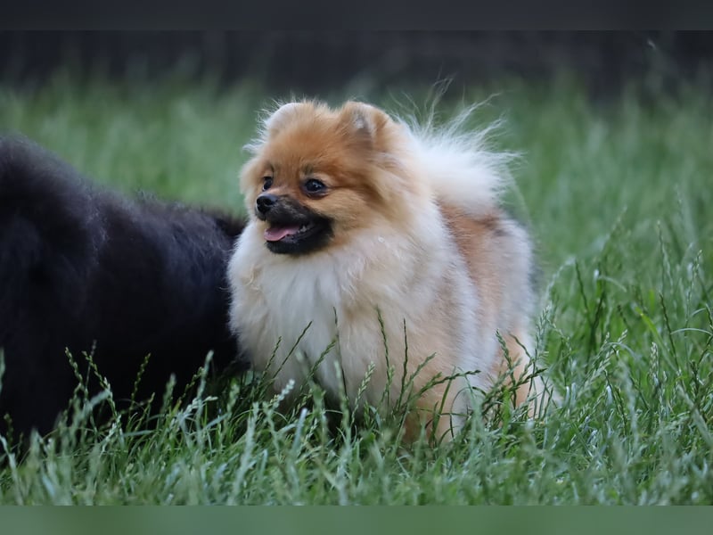 Zuckersüße Zwergspitz/Pomeranian Rüden zu verkaufen (Welpen)