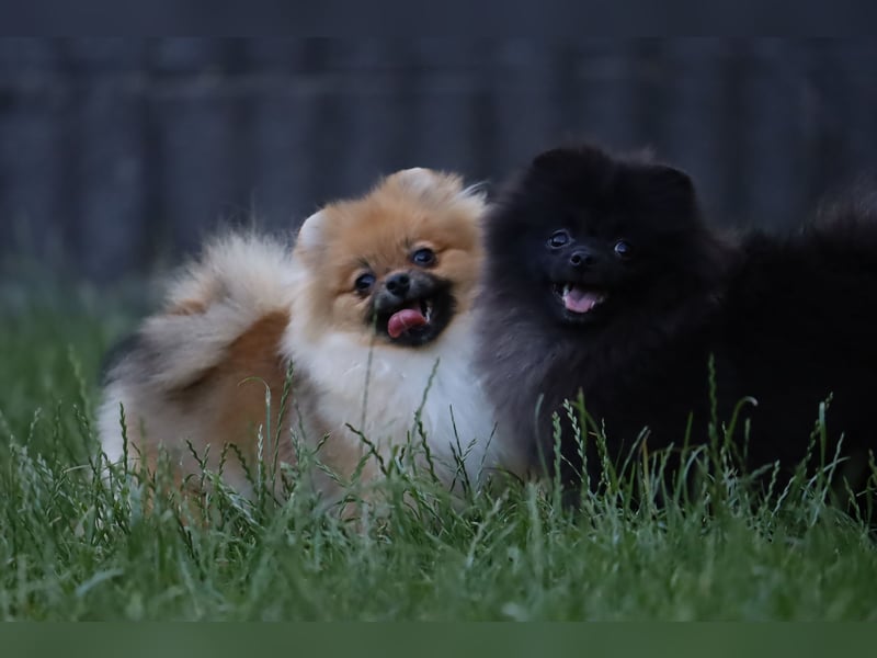 Zuckersüße Zwergspitz/Pomeranian Rüden zu verkaufen (Welpen)
