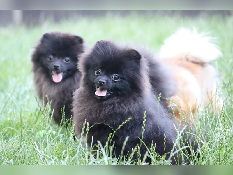 Zuckersüße Zwergspitz/Pomeranian Rüden zu verkaufen (Welpen)