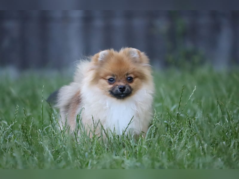Zuckersüße Zwergspitz/Pomeranian Rüden zu verkaufen (Welpen)