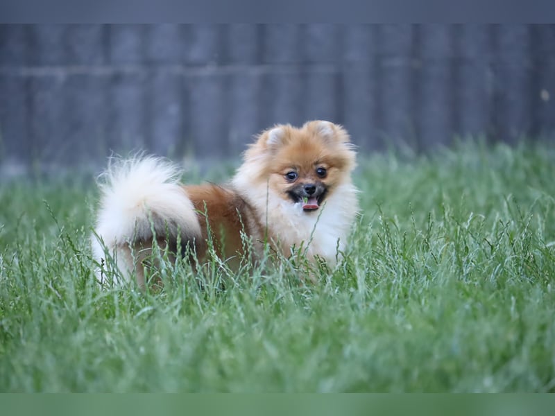 Zuckersüße Zwergspitz/Pomeranian Rüden zu verkaufen (Welpen)