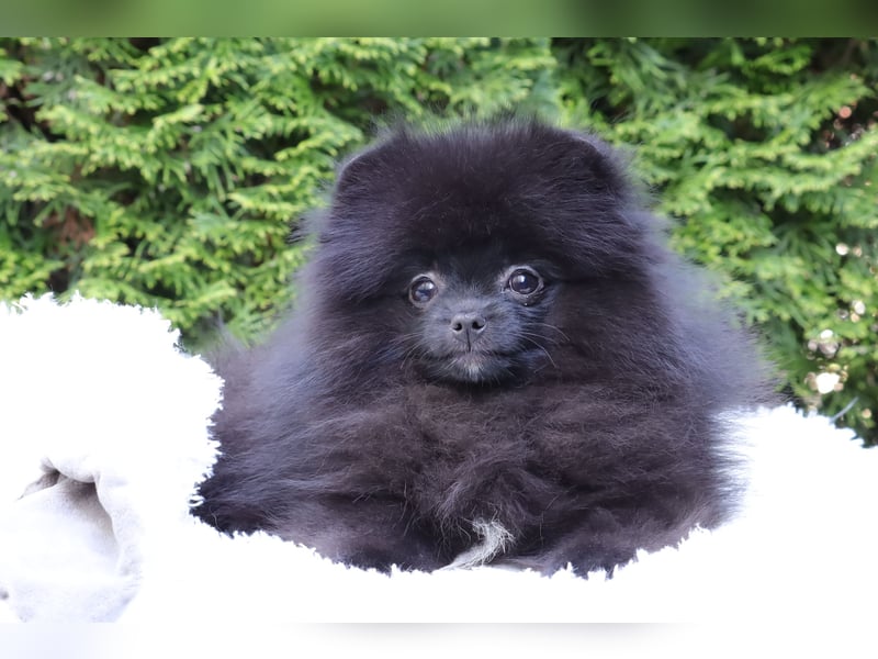 Wunderschöne Pomeranian / Deutscher Zwergspitz Rüden zu verkaufen