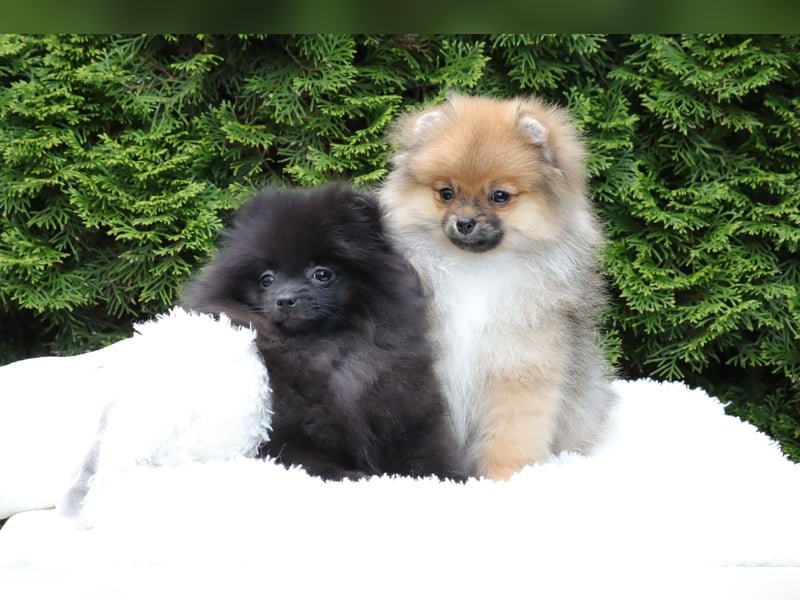 Wunderschöne Pomeranian / Deutscher Zwergspitz Rüden zu verkaufen