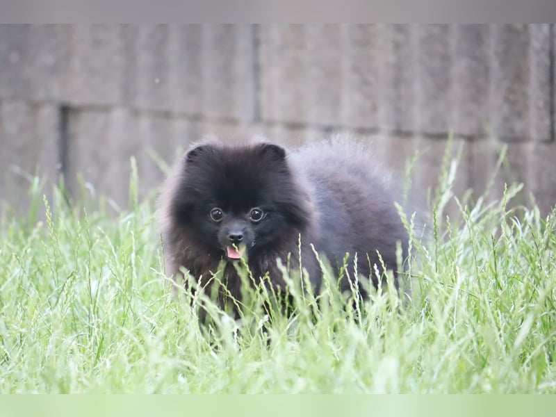 Zuckersüße Zwergspitz/Pomeranian Rüden zu verkaufen (Welpen)
