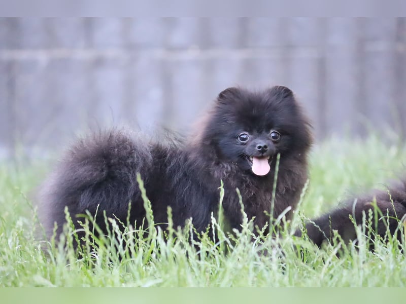 Zuckersüße Zwergspitz/Pomeranian Rüden zu verkaufen (Welpen)