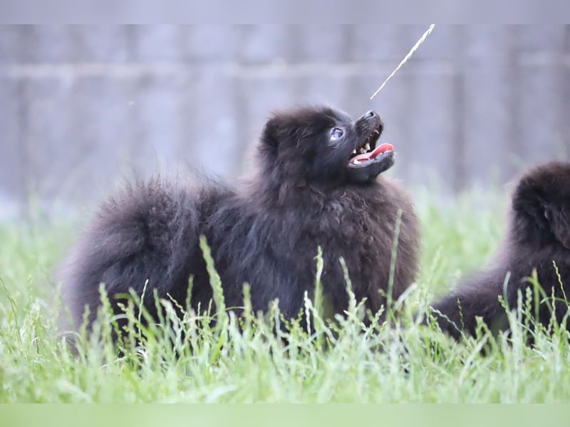 Zuckersüße Zwergspitz/Pomeranian Rüden zu verkaufen (Welpen)