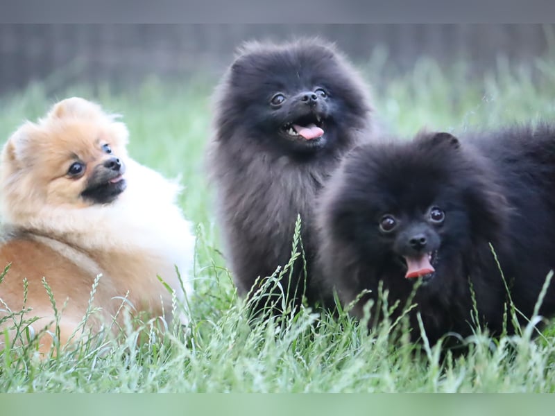 Zuckersüße Zwergspitz/Pomeranian Rüden zu verkaufen (Welpen)