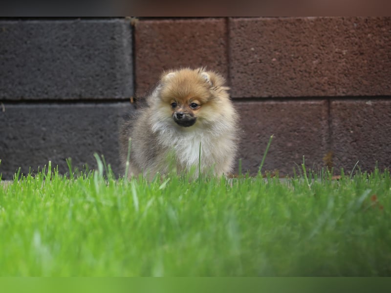 Wunderschöne Pomeranian / Deutscher Zwergspitz Rüden zu verkaufen