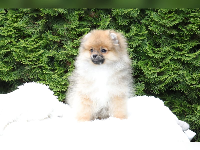 Wunderschöne Pomeranian / Deutscher Zwergspitz Rüden zu verkaufen