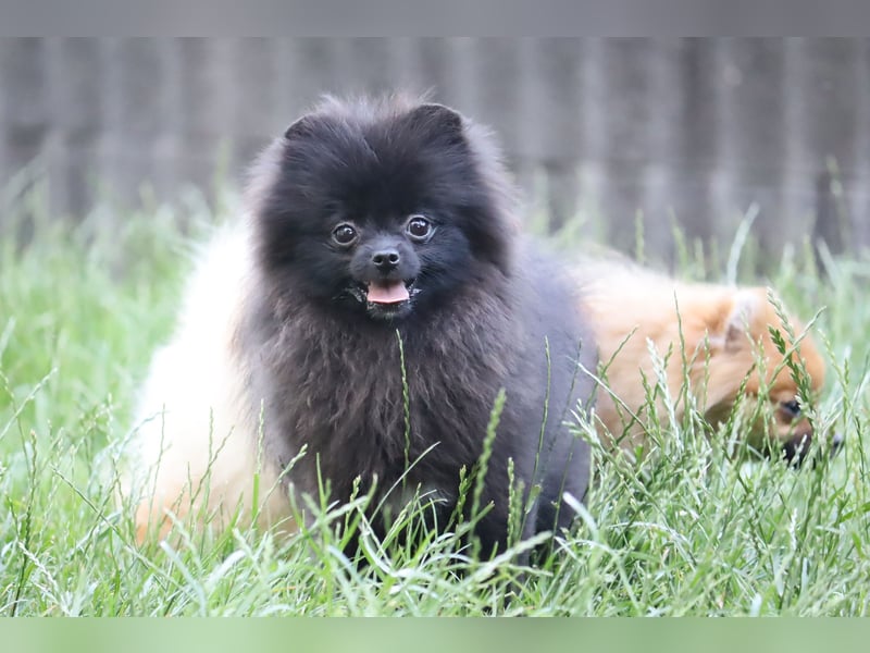 Zuckersüße Zwergspitz/Pomeranian Rüden zu verkaufen (Welpen)
