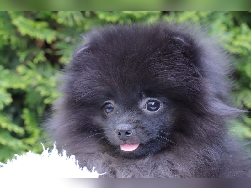 Wunderschöne Pomeranian / Deutscher Zwergspitz Rüden zu verkaufen