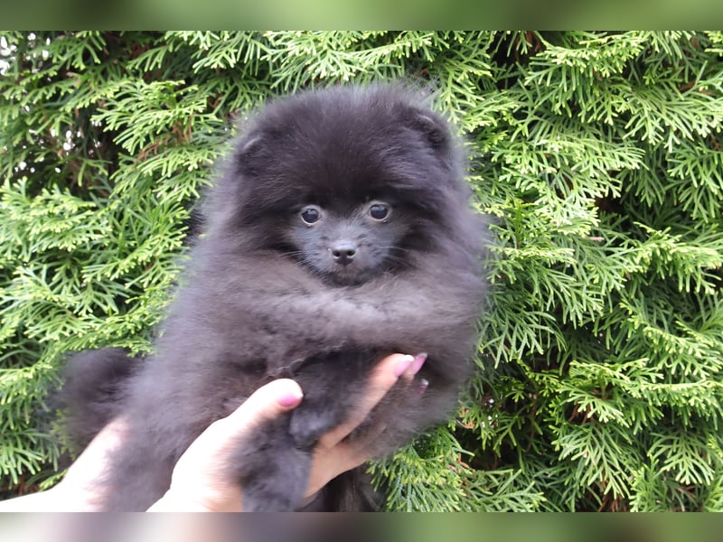 Wunderschöne Pomeranian / Deutscher Zwergspitz Rüden zu verkaufen