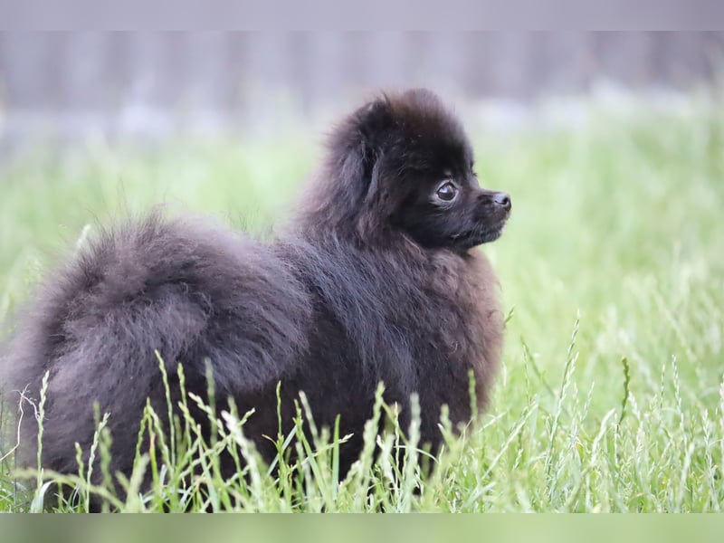 Zuckersüße Zwergspitz/Pomeranian Rüden zu verkaufen (Welpen)